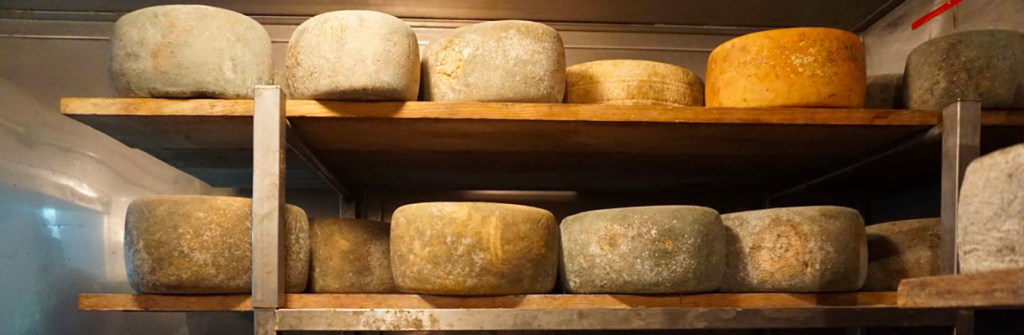 גבינות קשות יושבות על מדף בחדר ההבשלה, ניתן להבחין בלחות באוויר ובצבעים השונים של הגבינות בהתאם לשלבי ההבשלה השונים