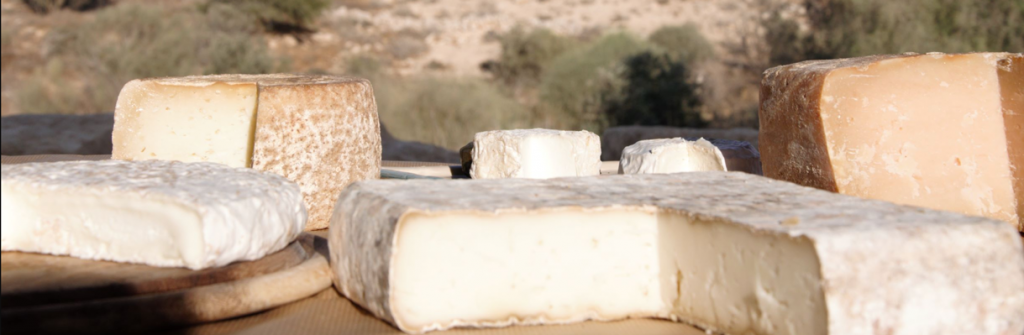 מבחר גבינות קשות ורכות על רקע נוף המדבק של חוות קורנמל